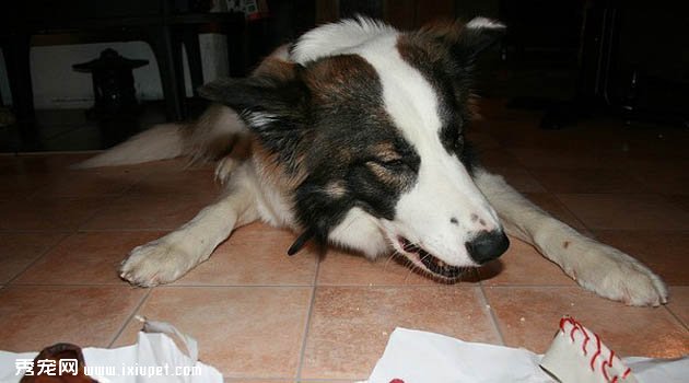 東西伯利亞萊犬特征