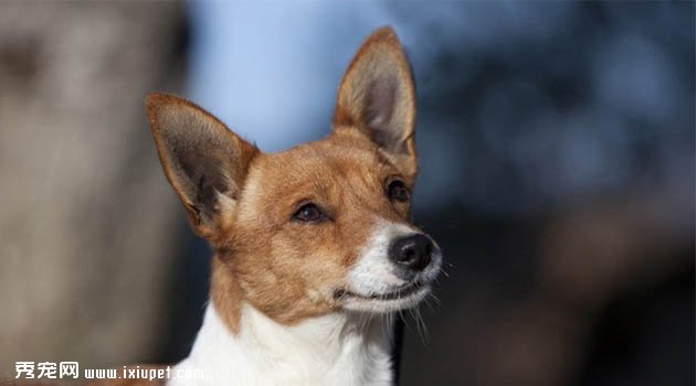 葡萄牙波登哥犬圖片欣賞2
