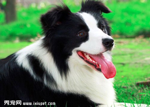 邊境牧羊犬吃什麼以及邊牧的性格特點介紹【圖】