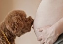 孕婦也可以科學養寵