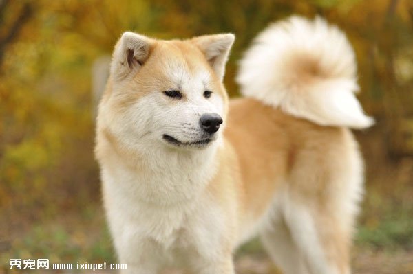 秋田犬性格特點和秋田犬圖片