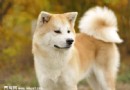 秋田犬性格特點和秋田犬圖片