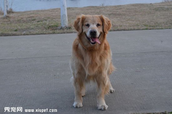 金毛犬吃什麼好？金毛犬健康飲食的9大要點
