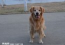金毛犬吃什麼好？金毛犬健康飲食的9大要點