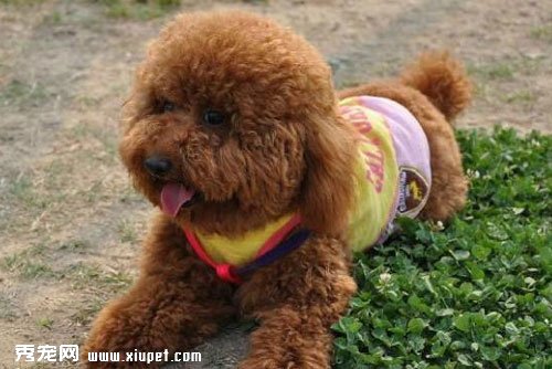 【泰迪犬怎麼養】泰迪幼犬飼養方法及常見疾病處理措施