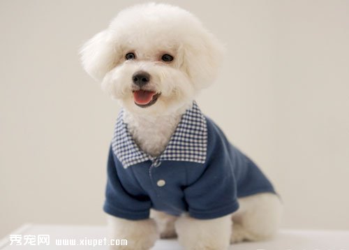 狗狗衣服穿衣全面分析