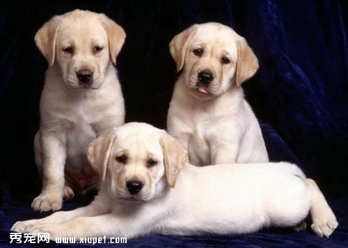 【拉布拉多犬好養嗎】拉布拉多正確飼養方法及其性格特點