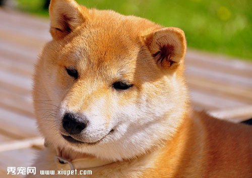 【秋田犬好養嗎】不同時期秋田犬的飼養方法