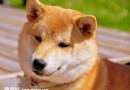  不同時期秋田犬的飼養方法