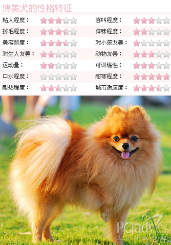 博美犬怎麼養喂養博美的方法