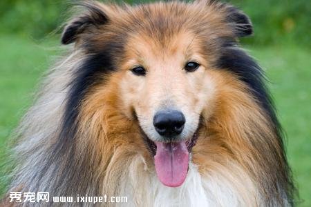 蘇格蘭牧羊犬皮膚過敏怎麼辦？