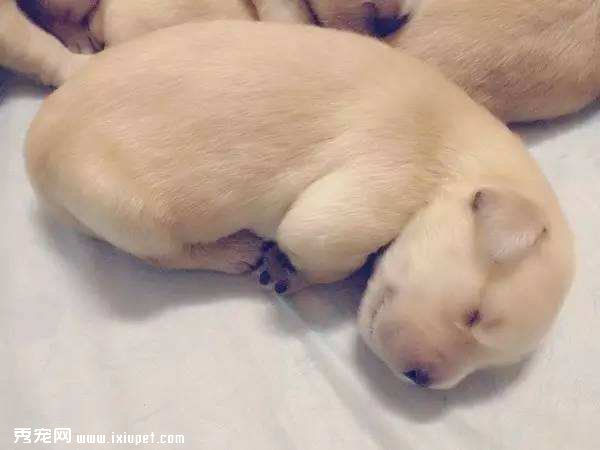 狗狗患上尿路感染怎麼辦？