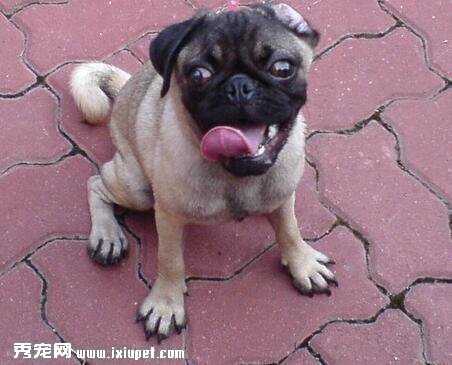 八哥犬嘔吐的原因是什麼？嘔吐怎麼治療？