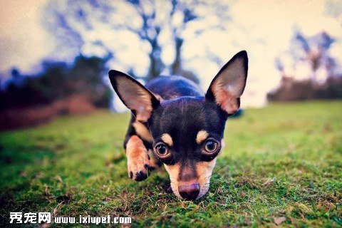迷你杜賓犬患有皮膚病怎麼辦？如何預防它得皮膚病？