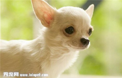 吉娃娃咳嗽怎麼辦