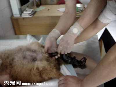 母犬出現逆位怎麼辦？