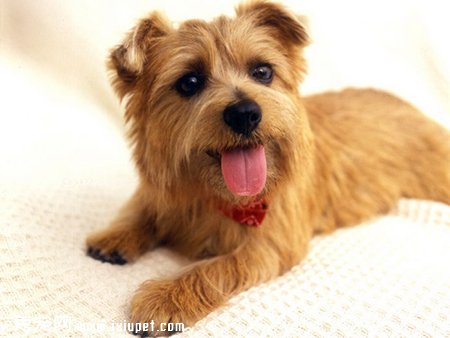 狂犬病有些什麼臨床症狀?被貓狗咬傷後應如何急救？