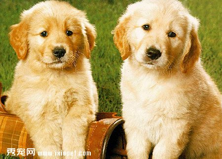 養狗必知！關於犬瘟的那些知識