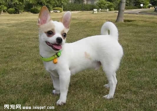 如何預防吉娃娃常見的幾種疾病