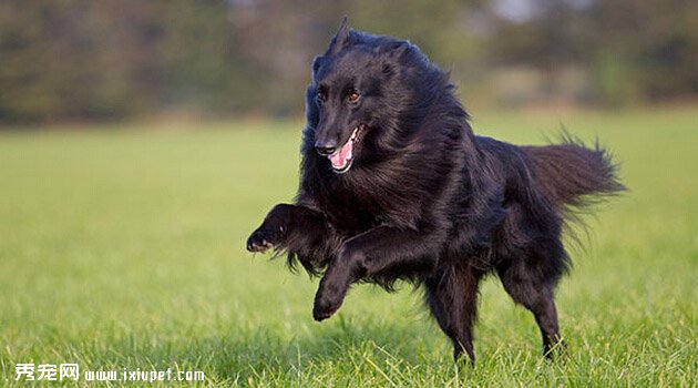 格羅安達犬特征