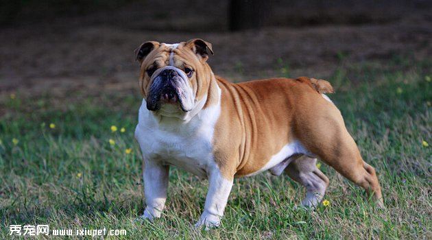 斗牛犬疾病3