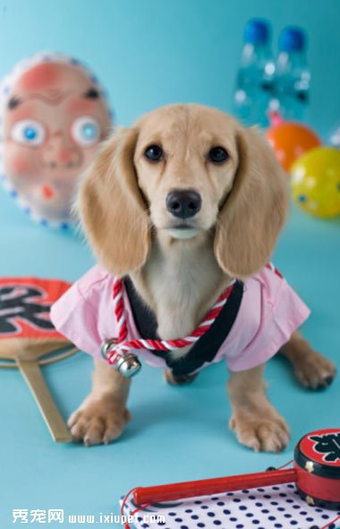 幫助幼犬驅蟲,愛心好主人!