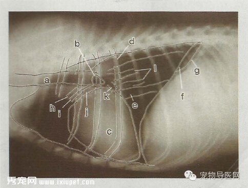 【專業課堂】犬貓心血管病的影像學診斷