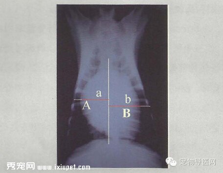 【專業課堂】犬貓心血管病的影像學診斷