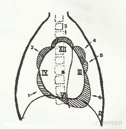 【專業課堂】犬貓心血管病的影像學診斷