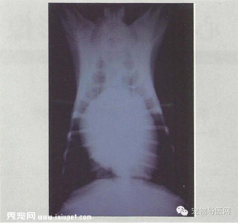 【專業課堂】犬貓心血管病的影像學診斷