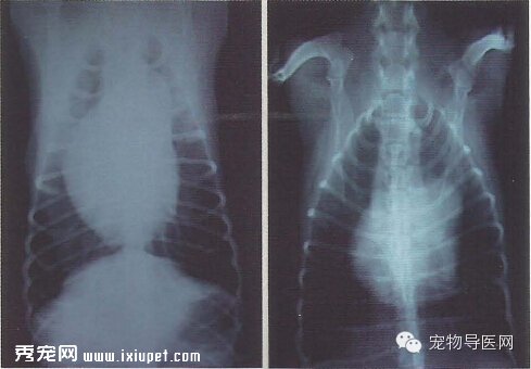 【專業課堂】犬貓心血管病的影像學診斷