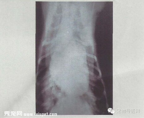 【專業課堂】犬貓心血管病的影像學診斷
