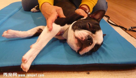 給狗狗按摩的6大步驟及注意事項