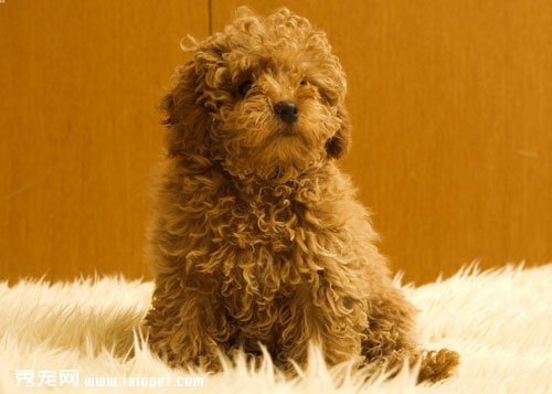 什麼是犬輪狀病毒感染？犬輪狀病毒感染症狀及防治措施