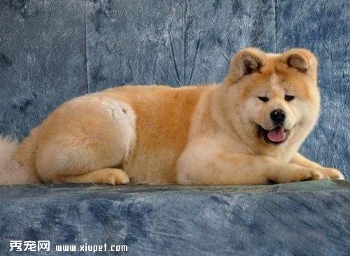 如何為秋田犬經行體內驅蟲和體外驅蟲？