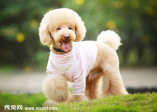 【貴賓犬吃什麼】貴賓犬不能吃哪些東西？