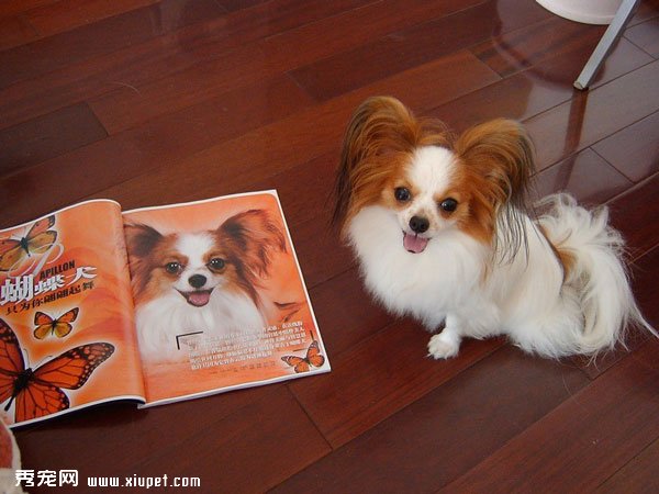 蝴蝶犬脫毛怎麼辦？蝴蝶犬脫毛的原因及治療方法