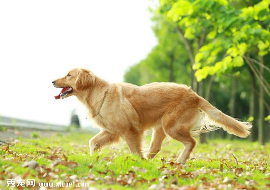 金毛性格怎麼樣？金毛犬常見的六大生活習性