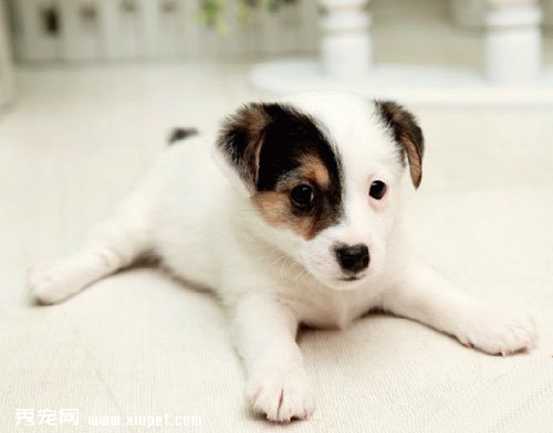 寵物犬傑克羅素梗吃水果的注意事項