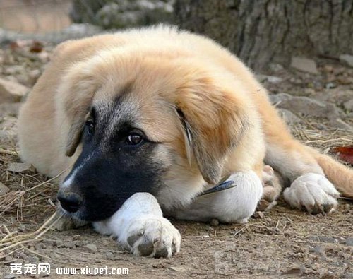 狗狗細小初期症狀