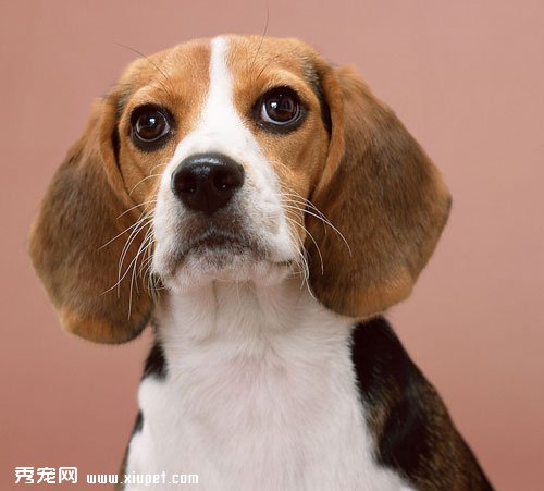 【犬瘟熱傳染人嗎】犬瘟熱的詳細資料