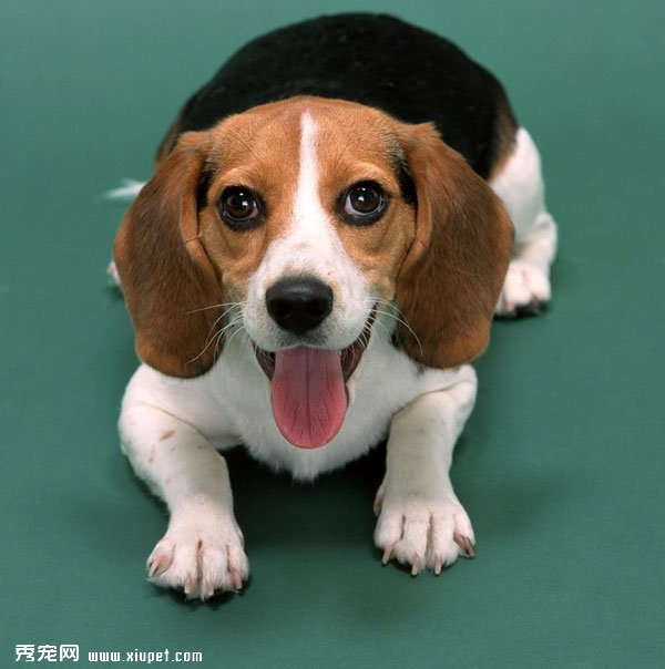 【比格犬吃什麼】怎麼給比格犬挑選狗糧