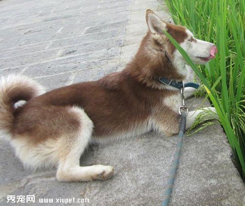 如何避免寵物狗哈士奇換季時期受到疾病的侵襲