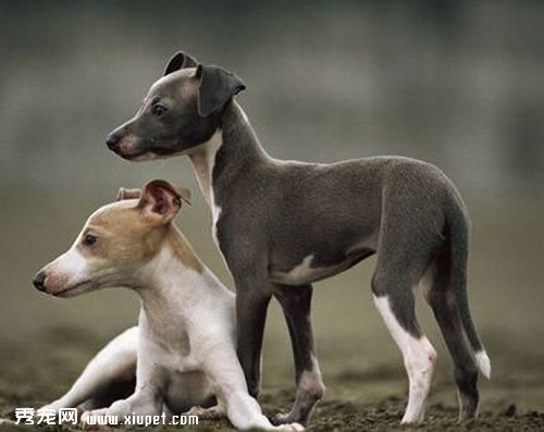 犬瘟熱怎麼傳染的