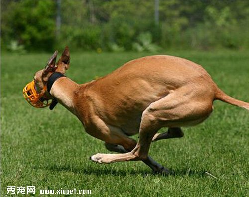 什麼是犬瘟熱？