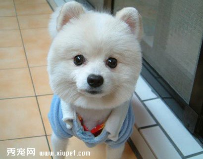 狗狗風濕症的治療方法