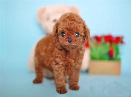 【貴賓犬好養嗎】如何養好貴賓犬？