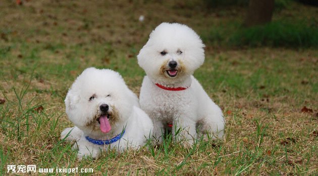 卷毛比熊犬特征