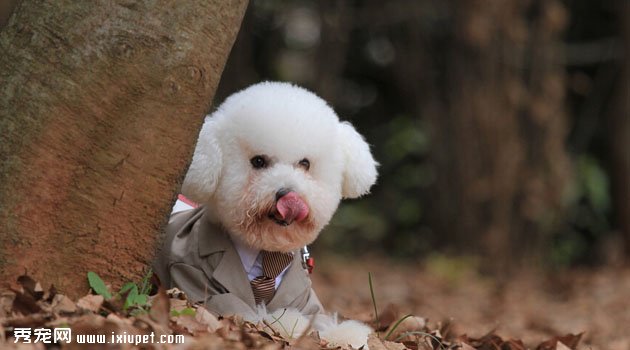 卷毛比熊犬訓練