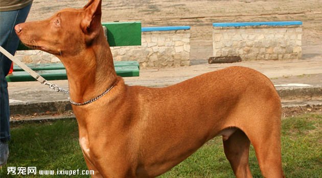 法老王獵犬圖片欣賞5